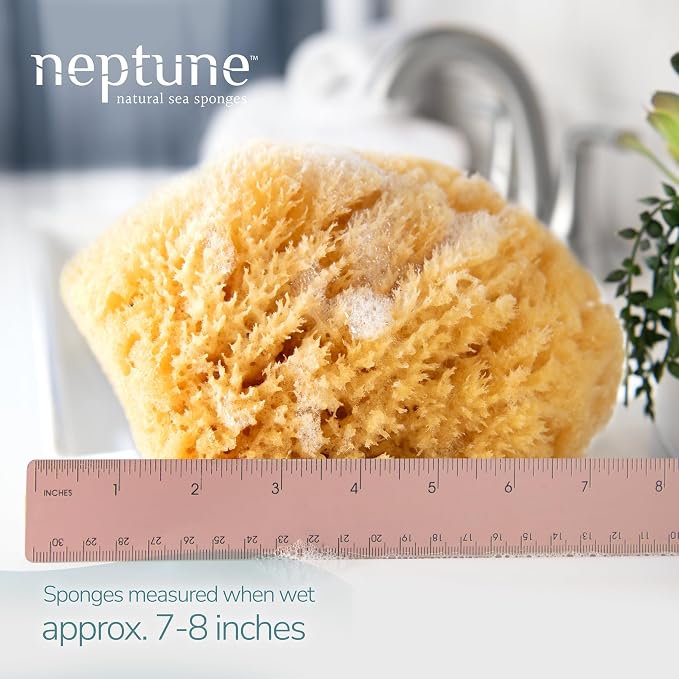 Neptune Caribbean Sea Sponge, Hand Cut, Extra Large, Approx. 7-8 inches - Image 2