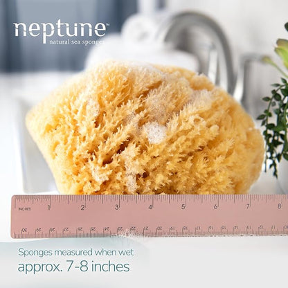 Neptune Caribbean Sea Sponge, Hand Cut, Extra Large, Approx. 7-8 inches - Image 2