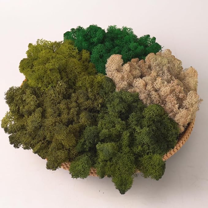 Preserved Reindeer Moss Natural Green DIY Kit Gardenning Art Wall Decor Florist by %E7%8E%B0%E5%9C%A8%E8%B4%AD%E4%B9%B0