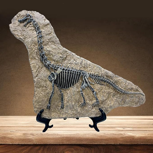 XINDAM Resin Brachiosaurus Dinosaur Fossil Statue Model Simulated Skeleton Home by XINDAM
