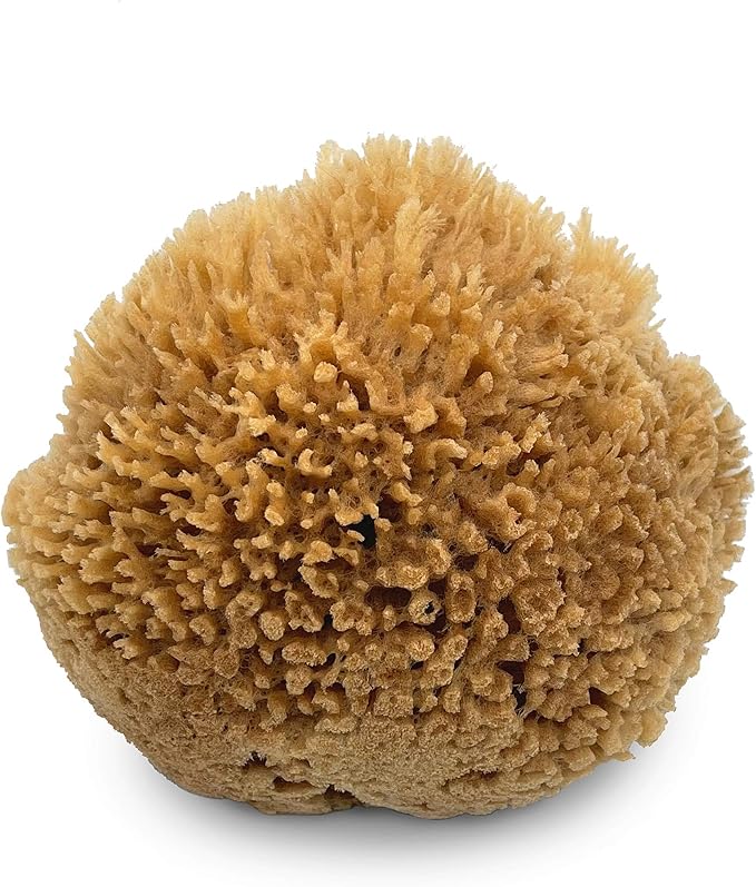 Natural Sea Wool Art Sponge: Premium Professional Grade 5"-6" Unbleached - Image 8