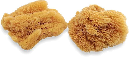 Natural Sea Sponges for Artists - Image 8