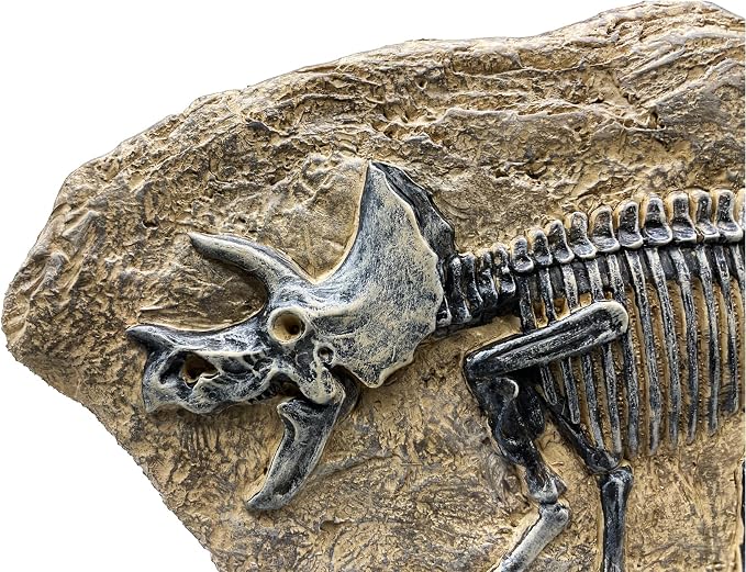 XINDAM Resin Triceratops Dinosaur Fossil Statue Model Simulated Skeleton Home - Image 4