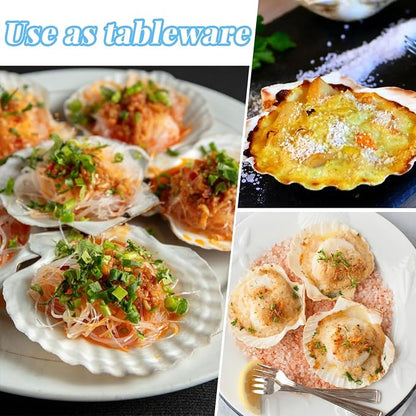 LUCKY BABY 16pcs Scallop Shells White Natural Sea Shells - Image 6