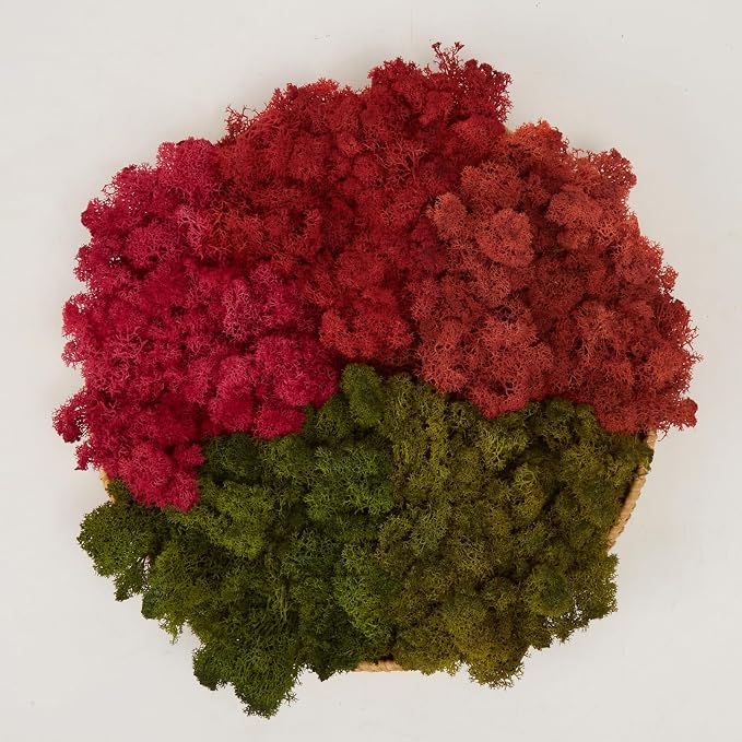 Preserved Reindeer Moss Natural Green DIY Kit Gardenning Art Wall Decor Florist by %E7%8E%B0%E5%9C%A8%E8%B4%AD%E4%B9%B0