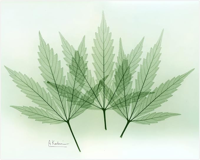 Empire Art Direct Frameless Free Floating Tempered Glass Panel Graphic Wall Art - Image 3