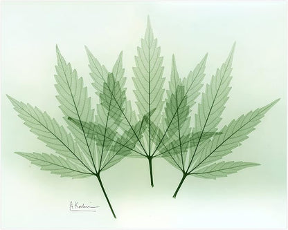 Empire Art Direct Frameless Free Floating Tempered Glass Panel Graphic Wall Art - Image 3