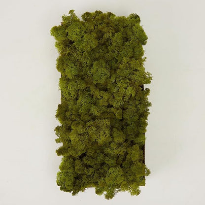 Preserved Reindeer Moss Natural Green DIY Kit Gardenning Art Wall Decor Florist - Image 6