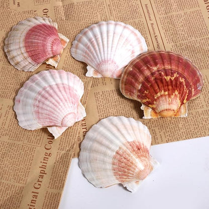8 PCS 4-4.5 Inch Natural White&Pink Scallop Shells Sea Shells - Image 4