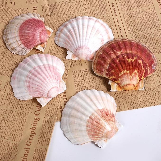 8 PCS 4-4.5 Inch Natural White Scallop Shells Sea Shells - Image 4