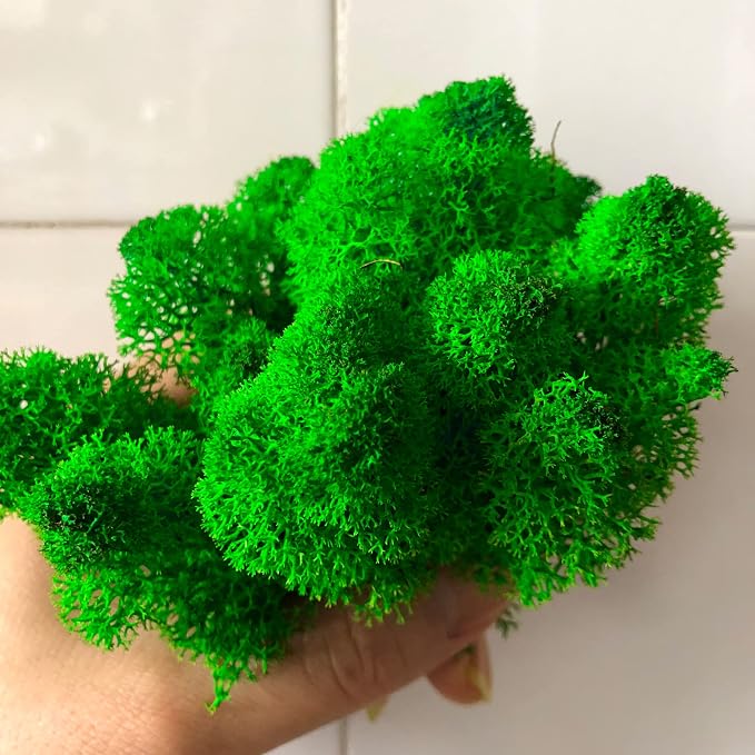 Preserved Reindeer Moss Natural Green DIY Kit Gardenning Art Wall Decor Florist - Image 6