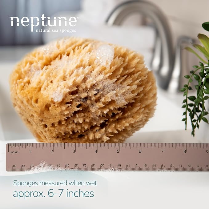 Neptune Caribbean Sea Sponge, Hand Cut, Approx. 6-7 inches - Image 2