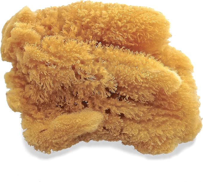 Natural Sea Sponges for Artists - Image 4