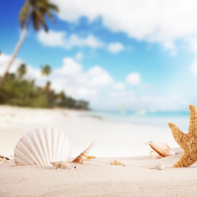 20PCS Scallop Shells Crafts 4''-5'' Large Beach Natural Scallop Shells - Image 5