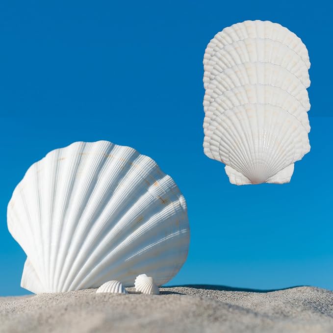 20PCS Scallop Shells Crafts 4''-5'' Large Beach Natural Scallop Shells by PLOOTA