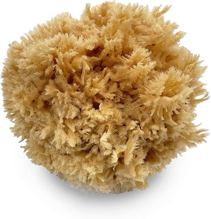 Natural Sea Wool Art Sponge: Premium Professional Grade 5"-6" Unbleached by Lullingworth