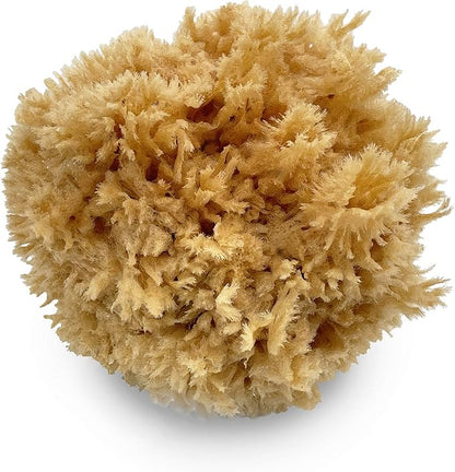Natural Sea Wool Art Sponge: Premium Professional Grade 5"-6" Unbleached by Lullingworth