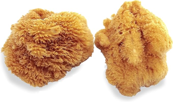Natural Sea Sponges for Artists - Image 7