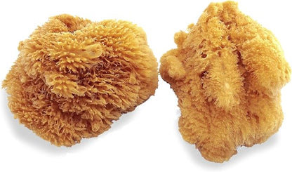 Natural Sea Sponges for Artists - Image 7