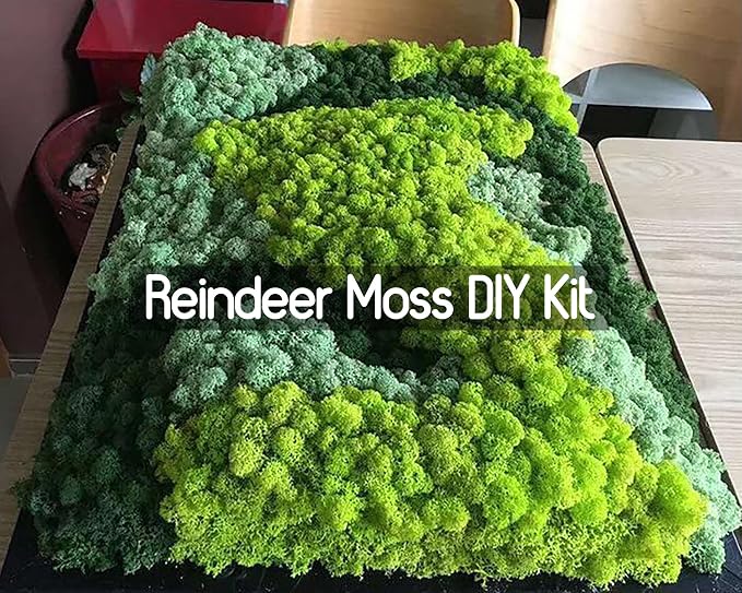Preserved Reindeer Moss Natural Green DIY Kit Gardenning Art Wall Decor Florist - Image 4