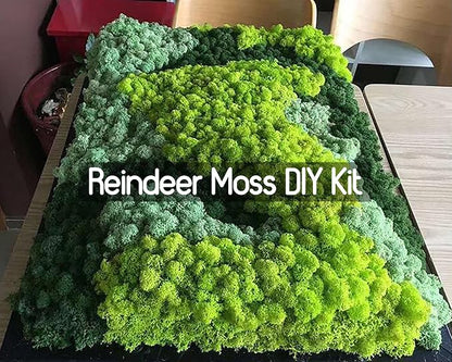 Preserved Reindeer Moss Natural Green DIY Kit Gardenning Art Wall Decor Florist - Image 4