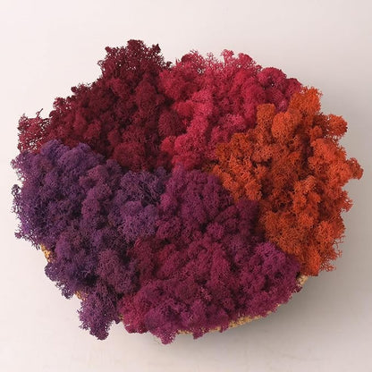 Preserved Reindeer Moss Natural Green DIY Kit Gardenning Art Wall Decor Florist by %E7%8E%B0%E5%9C%A8%E8%B4%AD%E4%B9%B0