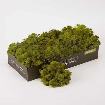 Preserved Reindeer Moss Natural Green DIY Kit Gardenning Art Wall Decor Florist by %E7%8E%B0%E5%9C%A8%E8%B4%AD%E4%B9%B0