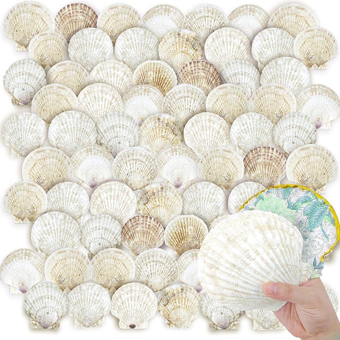 YOUKE OLA 72PCS Scallop Shells for Crafts Large Beach Natural Shells Bulk for by YOUKEOLA