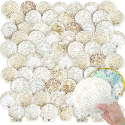 YOUKE OLA 72PCS Scallop Shells for Crafts Large Beach Natural Shells Bulk for by YOUKEOLA