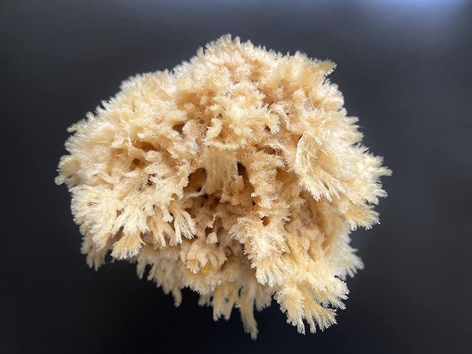Natural Sea Wool Art Sponge: Premium Professional Grade 5"-6" Unbleached - Image 3