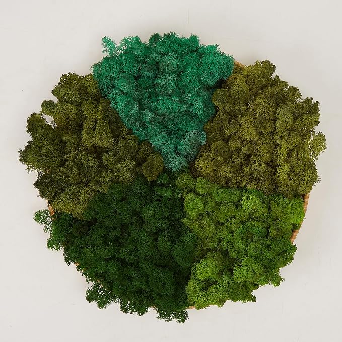 Preserved Reindeer Moss Natural Green DIY Kit Gardenning Art Wall Decor Florist by %E7%8E%B0%E5%9C%A8%E8%B4%AD%E4%B9%B0