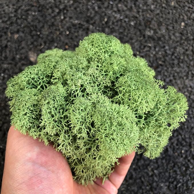 Preserved Reindeer Moss Natural Green DIY Kit Gardenning Art Wall Decor Florist - Image 3