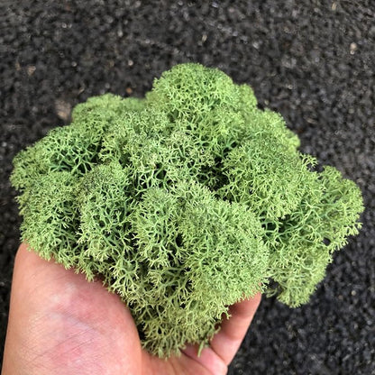 Preserved Reindeer Moss Natural Green DIY Kit Gardenning Art Wall Decor Florist - Image 3