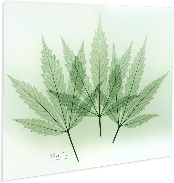 Empire Art Direct Frameless Free Floating Tempered Glass Panel Graphic Wall Art - Image 4
