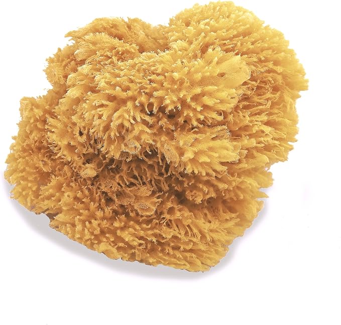 Natural Sea Sponges for Artists - Image 3