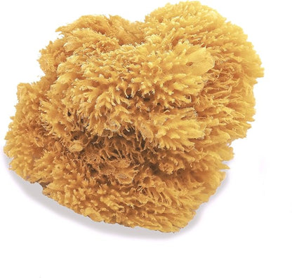 Natural Sea Sponges for Artists - Image 3