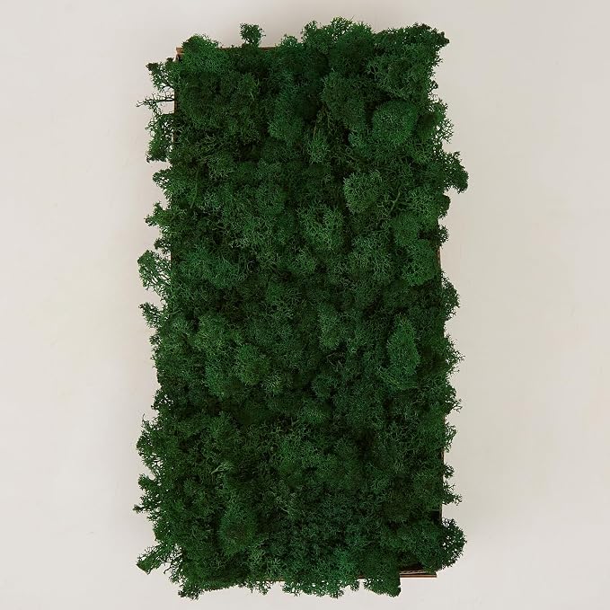 Preserved Reindeer Moss Natural Green DIY Kit Gardenning Art Wall Decor Florist - Image 3