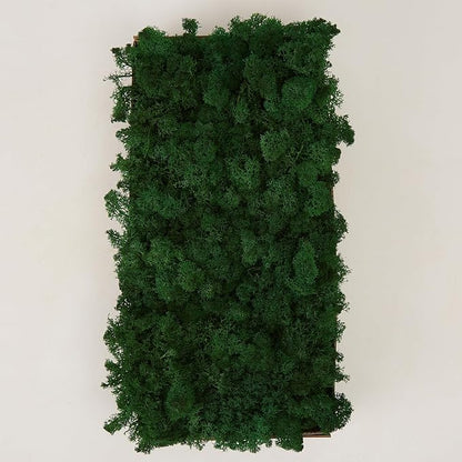 Preserved Reindeer Moss Natural Green DIY Kit Gardenning Art Wall Decor Florist - Image 3