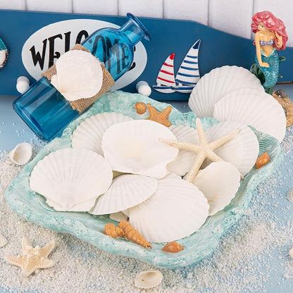 LUCKY BABY 16pcs Scallop Shells White Natural Sea Shells - Image 3