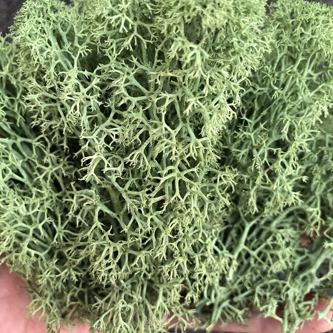 Preserved Reindeer Moss Natural Green DIY Kit Gardenning Art Wall Decor Florist - Image 2