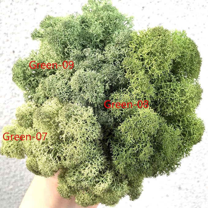 Preserved Reindeer Moss Natural Green DIY Kit Gardenning Art Wall Decor Florist - Image 6