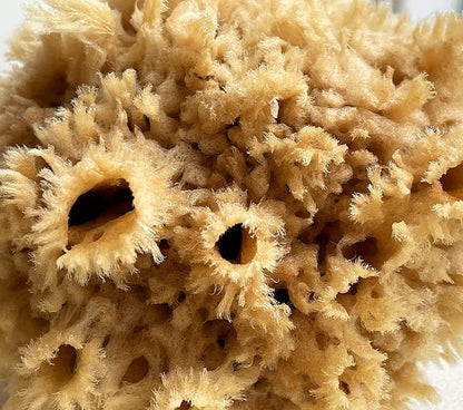 Natural Sea Wool Art Sponge: Premium Professional Grade 5"-6" Unbleached - Image 4