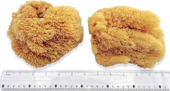 Natural Sea Sponges for Artists - Image 2