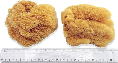 Natural Sea Sponges for Artists - Image 2